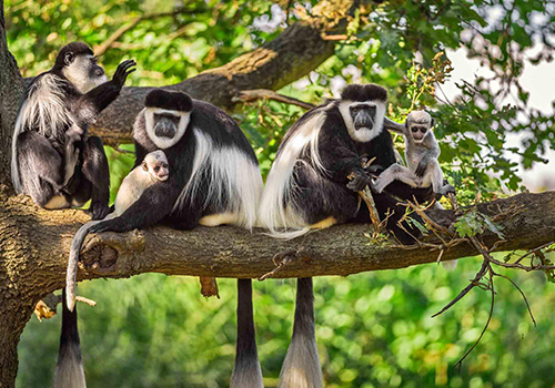 arusha-national-park